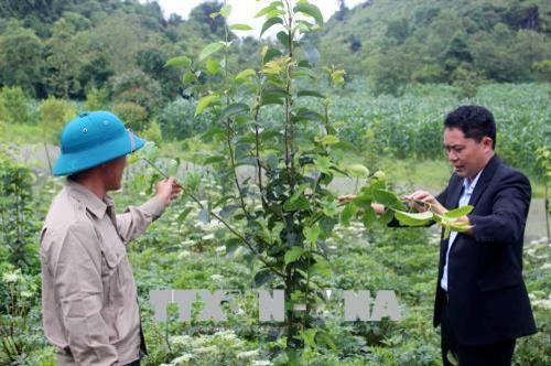 Bí thư Đảng ủy, Chủ tịch UBND xã Sà Dề Phìn Sùng A Dờ hướng dẫn bà con cách chăm sóc và tạo tán cho cây lê. Ảnh: Công Tuyên - TTXVN Bí thư Đảng ủy, Chủ tịch UBND xã Sà Dề Phìn Sùng A Dờ hướng dẫn bà con cách chăm sóc và tạo tán cho cây lê. Ảnh: Công Tuyên - TTXVN