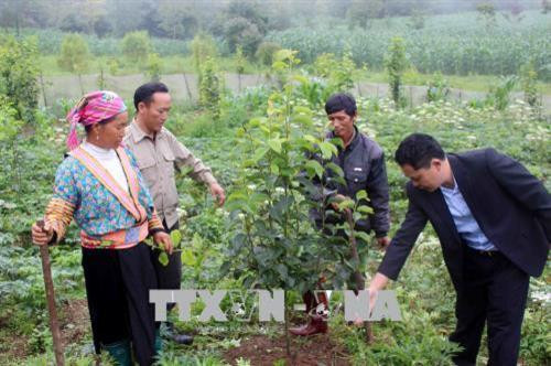 Bí thư Đảng ủy, Chủ tịch UBND xã Sà Dề Phìn Sùng A Dờ hướng dẫn bà con cách chăm sóc và tạo tán cho cây lê. Ảnh: Công Tuyên - TTXVN Bí thư Đảng ủy, Chủ tịch UBND xã Sà Dề Phìn Sùng A Dờ hướng dẫn bà con cách chăm sóc và tạo tán cho cây lê. Ảnh: Công Tuyên - TTXVN