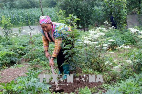 Bà con trong bản Sà Dề Phìn, xã Sà Dề Phìn chăm sóc cây lê. Ảnh: Công Tuyên - TTXVN Bà con trong bản Sà Dề Phìn, xã Sà Dề Phìn chăm sóc cây lê. Ảnh: Công Tuyên - TTXVN