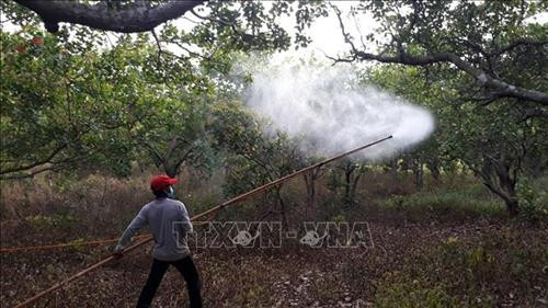 Người dân chủ động phun thuốc phòng trừ sâu bệnh cho cây điều tại thôn Thác Dài, xã Phú Văn, huyện Bù Gia Mập. Ảnh: K GỬIH -TTXVN Người dân chủ động phun thuốc phòng trừ sâu bệnh cho cây điều tại thôn Thác Dài, xã Phú Văn, huyện Bù Gia Mập. Ảnh: K GỬIH -TTXVN
