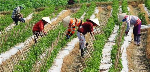 Người dân huyện Bến Cầu, tỉnh Tây Ninh tập trung chăm sóc rau màu phục vụ tết Nguyên đán 2019. Ảnh: Thanh Tân-TTXVN Người dân huyện Bến Cầu, tỉnh Tây Ninh tập trung chăm sóc rau màu phục vụ tết Nguyên đán 2019. Ảnh: Thanh Tân-TTXVN