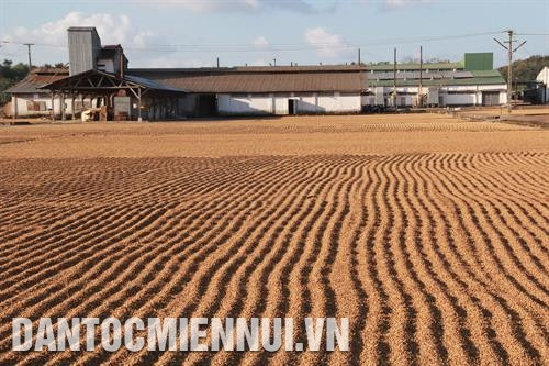 Công đoạn phơi cà phê trước khi chế biến thành sản phẩm. Ảnh: Phạm Cường