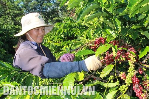 Công nhân Công ty cà phê Thắng Lợi, đơn vị có sử dụng chỉ dẫn địa lý thu hái cà phê chín. Ảnh: Phạm Cường