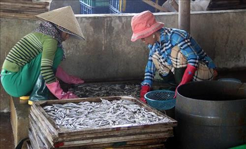 Rửa sạch cá và cho vào khay trước khi đưa vào lò hấp chín. Ảnh: Trịnh Bang Nhiệm – TTXVN Rửa sạch cá và cho vào khay trước khi đưa vào lò hấp chín. Ảnh: Trịnh Bang Nhiệm – TTXVN