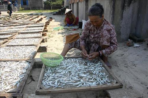Loại bỏ đầu cá sau khi phơi khô theo đơn đặt hàng của khách hàng. Ảnh: Trịnh Bang Nhiệm – TTXVN Loại bỏ đầu cá sau khi phơi khô theo đơn đặt hàng của khách hàng. Ảnh: Trịnh Bang Nhiệm – TTXVN