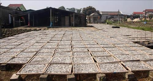 Tất cả những diện tích đất trống trong làng đều được người dân tận dụng để phơi cá cơm sau khi hấp chín. Ảnh: Trịnh Bang Nhiệm – TTXVN Tất cả những diện tích đất trống trong làng đều được người dân tận dụng để phơi cá cơm sau khi hấp chín. Ảnh: Trịnh Bang Nhiệm – TTXVN