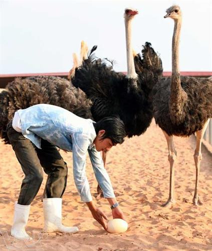 Nhặt trứng đà điểu. Ảnh: wikiohana.net Nhặt trứng đà điểu. Ảnh: wikiohana.net