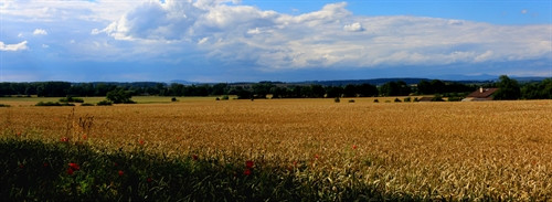 Cánh đồng lúa mạch đen ở làng Rososky trước ngày thu hoạch