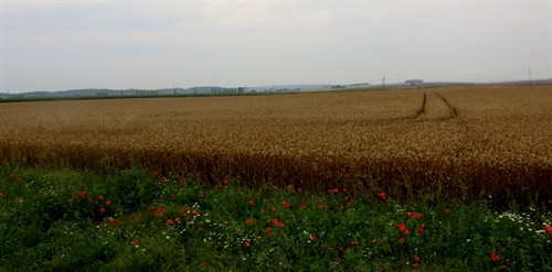 Những bông lúa mạch vàng rộm làm tôn vẻ đẹp rực rỡ của bông hoa dại mọc ven bờ ruộng.