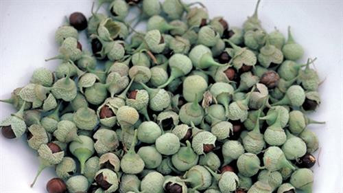 Chỉ thu hái quả ở những cây 5 tuổi trở lên. Ảnh :viecnhanong.com Chỉ thu hái quả ở những cây 5 tuổi trở lên. Ảnh :viecnhanong.com