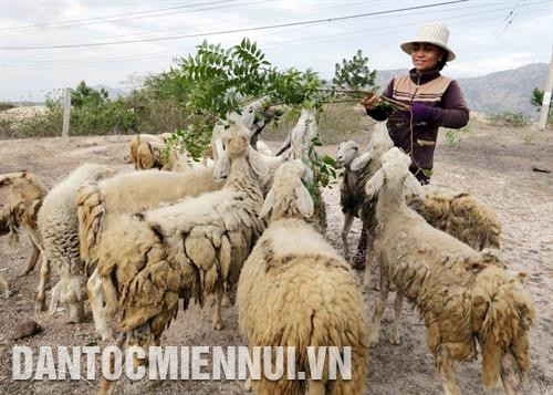 Gia đình chị Nguyễn Thị Kim Loan, người dân tộc Chăm ở xã Phước Minh, huyện Thuận Nam vay vốn chương trình cho vay hộ nghèo đầu tư nuôi cừu mang lại hiệu quả kinh tế cao. Ảnh: Trần Việt Hội viên nông dân huyện Ninh Sơn liên kết trồng mía cánh đồng lớn cung cấp cho Nhà máy đường Phan Rang. Ảnh: Công Thử Thông qua đào tạo nghề, nông dân xã Phước Thuận, huyện Ninh Phước ứng dụng khoa học - kỹ thuật vào sản xuất nho cho năng suất, chất lượng cao. Ảnh: Nguyễn Thành Sau khi được đào tạo nghề, nhiều lao động nông thôn tỉnh Ninh Thuận đã tìm được việc làm trong các dự án điện mặt trời. Ảnh: Nguyễn Thành Nông dân phường Văn Hải ở thành phố Phan Rang - Tháp Chàm chăm sóc cây nha đam. Ảnh: Nguyễn Thành