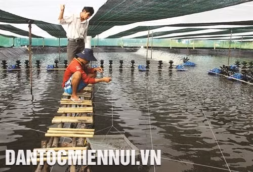 Ương tôm giống trên ao nhỏ trước khi thả nuôi. Ảnh: Kim Há