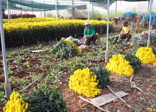 Cây hoa đã giúp nhiều hộ gia đình nơi đây có cuộc sống khá giả. Cây hoa đã giúp nhiều hộ gia đình nơi đây có cuộc sống khá giả.