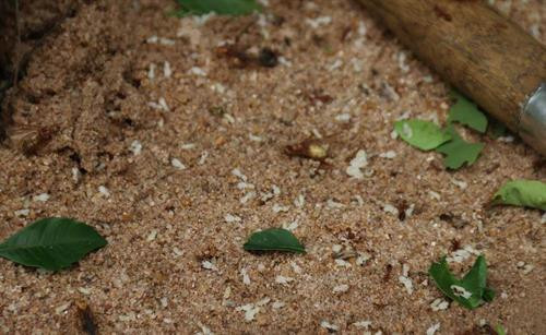 Những thợ săn kiến vàng thường đi dọc suối và tập trung quan sát trên các ngọn cây để tìm tổ kiến. Tổ kiến được những con kiến vàng to, vàng ươm, bụng căng mọng bảo vệ. Những tổ kiến nhỏ ở gần mặt đất, thợ săn kiến dễ dàng bắt cả tổ mang về. Những tổ kiến vàng có kích thước “khủng” thường được làm trên cây cao, thợ săn kiến phải leo lên mới bắt được tổ. Tuy nhiên việc bắt kiến không phải lúc nào cũng suôn sẻ. Tổ kiến bị vỡ, kiến tràn ra ngoài. Kiến vàng trưởng thành, kiến con, trứng kiến nằm lăn lóc trên đất. Ông Nay Mơ (buôn Chư Krih, xã Chư Drăng, huyện Krông Pa) dùng tay không bắt kiến. Cả tổ kiến được bắt bỏ vào bao mang sẵn. Kiến vàng và trứng kiến được rang sơ trên chảo nóng rồi loại bỏ phần rác, lá cây. Kiến vàng và trứng kiến đã được làm sạch, chuẩn bị chế biến muối kiến vàng. Kiến vàng và trứng kiến được giã cùng một số gia vị khác như muối, ớt rừng, lá thèn len… Muối kiến vàng có vị chua, mặn nên có thể ăn không hoặc ăn chung với cơm trắng, rau luộc, thịt luộc, thịt bò….. Những thợ săn kiến vàng thường đi dọc suối và tập trung quan sát trên các ngọn cây để tìm tổ kiến. Tổ kiến được những con kiến vàng to, vàng ươm, bụng căng mọng bảo vệ. Những tổ kiến nhỏ ở gần mặt đất, thợ săn kiến dễ dàng bắt cả tổ mang về. Những tổ kiến vàng có kích thước “khủng” thường được làm trên cây cao, thợ săn kiến phải leo lên mới bắt được tổ. Tuy nhiên việc bắt kiến không phải lúc nào cũng suôn sẻ. Tổ kiến bị vỡ, kiến tràn ra ngoài. Kiến vàng trưởng thành, kiến con, trứng kiến nằm lăn lóc trên đất. Ông Nay Mơ (buôn Chư Krih, xã Chư Drăng, huyện Krông Pa) dùng tay không bắt kiến. Cả tổ kiến được bắt bỏ vào bao mang sẵn. Kiến vàng và trứng kiến được rang sơ trên chảo nóng rồi loại bỏ phần rác, lá cây. Kiến vàng và trứng kiến đã được làm sạch, chuẩn bị chế biến muối kiến vàng. Kiến vàng và trứng kiến được giã cùng một số gia vị khác như muối, ớt rừng, lá thèn len… Muối kiến vàng có vị chua, mặn nên có thể ăn không hoặc ăn chung với cơm trắng, rau luộc, thịt luộc, thịt bò…..