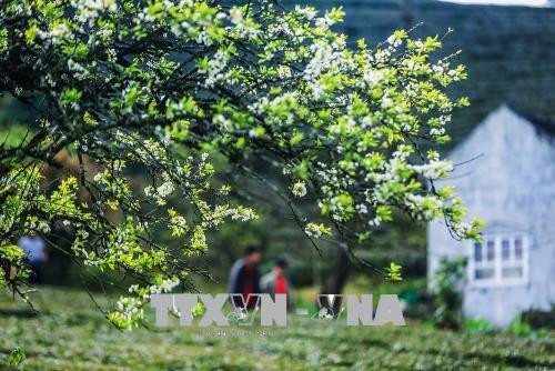 Hoa mận - vẻ đẹp mang tính biểu tượng của cao nguyên Mộc Châu. Ảnh: Trọng Đạt – TTXVN Hoa mận - vẻ đẹp mang tính biểu tượng của cao nguyên Mộc Châu. Ảnh: Trọng Đạt – TTXVN