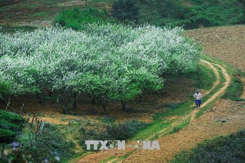 Hoa mận nở rộ trên các lối mòn hay ở bất cứ đâu khi mùa xuân về trên cao nguyên Mộc Châu. Ảnh: Trọng Đạt – TTXVN Hoa mận nở rộ trên các lối mòn hay ở bất cứ đâu khi mùa xuân về trên cao nguyên Mộc Châu. Ảnh: Trọng Đạt – TTXVN