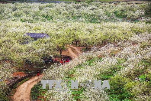 Hoa mận nở rộ trên các lối mòn vào bản làng, thấp thoáng phía dưới là màu sắc trang phục đồng bào Mông. Đó là những cuốn hút bí ẩn rất riêng với du khách mỗi dịp xuân về trên cao nguyên Mộc Châu. Ảnh: Trọng Đạt – TTXVN Hoa mận nở rộ trên các lối mòn vào bản làng, thấp thoáng phía dưới là màu sắc trang phục đồng bào Mông. Đó là những cuốn hút bí ẩn rất riêng với du khách mỗi dịp xuân về trên cao nguyên Mộc Châu. Ảnh: Trọng Đạt – TTXVN