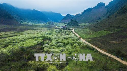 Mộc Châu có nhiều thung lũng mận. Khi mùa xuân đến, hoa mận bung nở trắng xóa giữa núi non trùng điệp - một nét đẹp riêng rất quyến rũ của cao nguyên Mộc Châu. Ảnh: Trọng Đạt – TTXVN Mộc Châu có nhiều thung lũng mận. Khi mùa xuân đến, hoa mận bung nở trắng xóa giữa núi non trùng điệp - một nét đẹp riêng rất quyến rũ của cao nguyên Mộc Châu. Ảnh: Trọng Đạt – TTXVN