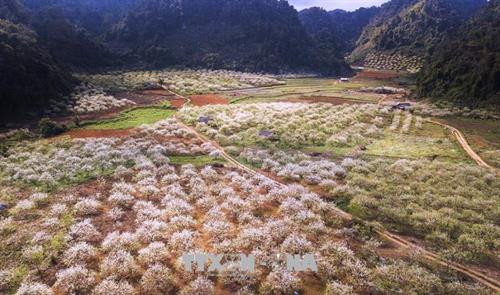 Vẻ đẹp của thung lũng mận Nà Ka, một điểm đến lý tưởng của du khách mỗi khi đến với Mộc Châu vào dịp xuân về. Ảnh: Trọng Đạt – TTXVN Vẻ đẹp của thung lũng mận Nà Ka, một điểm đến lý tưởng của du khách mỗi khi đến với Mộc Châu vào dịp xuân về. Ảnh: Trọng Đạt – TTXVN