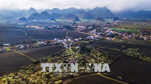 Vẻ đẹp của của nông trường chè thị trấn Mộc Châu, một điểm đến lý tưởng của du khách mỗi khi đến với Mộc Châu vào dịp xuân về. Ảnh: Trọng Đạt – TTXVN Vẻ đẹp của của nông trường chè thị trấn Mộc Châu, một điểm đến lý tưởng của du khách mỗi khi đến với Mộc Châu vào dịp xuân về. Ảnh: Trọng Đạt – TTXVN