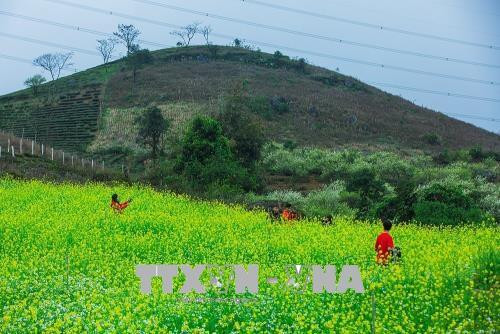 Những thảm hoa cải vàng cũng bắt đầu bung nở rộ trên các lối mòn hay ở bất cứ đâu khi mùa xuân về trên cao nguyên Mộc Châu. Ảnh: Trọng Đạt – TTXVN Những thảm hoa cải vàng cũng bắt đầu bung nở rộ trên các lối mòn hay ở bất cứ đâu khi mùa xuân về trên cao nguyên Mộc Châu. Ảnh: Trọng Đạt – TTXVN