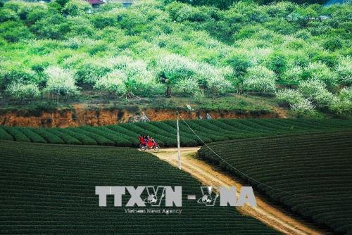 Sắc trắng hoa mận trải khắp các sườn đồi - một vẻ đẹp rất riêng khi mùa xuân về trên cao nguyên Mộc Châu. Ảnh: Trọng Đạt – TTXVN Sắc trắng hoa mận trải khắp các sườn đồi - một vẻ đẹp rất riêng khi mùa xuân về trên cao nguyên Mộc Châu. Ảnh: Trọng Đạt – TTXVN