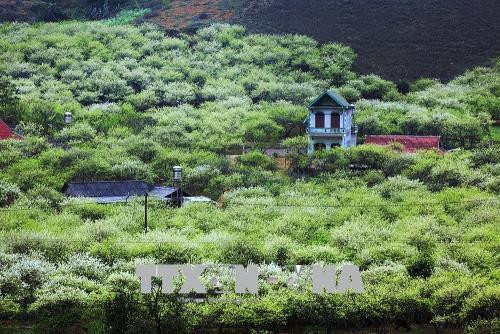 Hoa mận phủ kín những sườn đồi, bản làng ở Mộc Châu. Ảnh: Trọng Đạt – TTXVN Hoa mận phủ kín những sườn đồi, bản làng ở Mộc Châu. Ảnh: Trọng Đạt – TTXVN