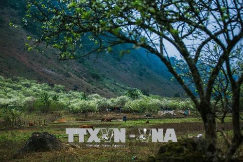 Khi mùa xuân đến, hoa mận bung nở trắng xóa trong những thung lũng, giữa núi non trùng điệp - một nét đẹp riêng rất quyến rũ của cao nguyên Mộc Châu. Ảnh: Trọng Đạt - TTXVN Khi mùa xuân đến, hoa mận bung nở trắng xóa trong những thung lũng, giữa núi non trùng điệp - một nét đẹp riêng rất quyến rũ của cao nguyên Mộc Châu. Ảnh: Trọng Đạt - TTXVN