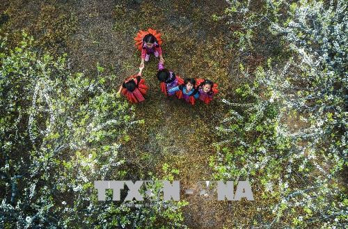Những em bé Mông chơi đùa dưới tán hoa mận trong thung lũng mận Nà Ka, cao nguyên Mộc Châu (Sơn La). Ảnh: Trọng Đạt - TTXVN Những em bé Mông chơi đùa dưới tán hoa mận trong thung lũng mận Nà Ka, cao nguyên Mộc Châu (Sơn La). Ảnh: Trọng Đạt - TTXVN