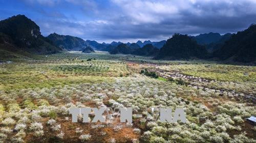 Thung lũng mận Nà Ka, một điểm đến lý tưởng của du khách mỗi khi đến với Mộc Châu vào dịp xuân về. Ảnh: Trọng Đạt – TTXVN Thung lũng mận Nà Ka, một điểm đến lý tưởng của du khách mỗi khi đến với Mộc Châu vào dịp xuân về. Ảnh: Trọng Đạt – TTXVN