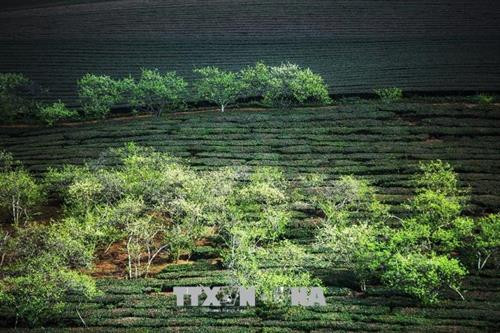 Hoa mận nở trắng trên những đồi chè khi mùa xuân về trên cao nguyên Mộc Châu. Ảnh: Trọng Đạt – TTXVN Hoa mận nở trắng trên những đồi chè khi mùa xuân về trên cao nguyên Mộc Châu. Ảnh: Trọng Đạt – TTXVN