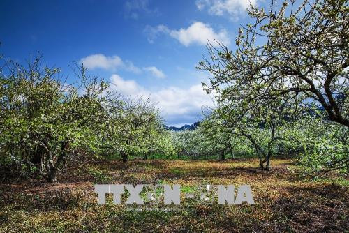 Hoa mận trắng, vẻ đẹp mang tính biểu tượng của cao nguyên Mộc Châu. Ảnh: Trọng Đạt - TTXVN Hoa mận trắng, vẻ đẹp mang tính biểu tượng của cao nguyên Mộc Châu. Ảnh: Trọng Đạt - TTXVN