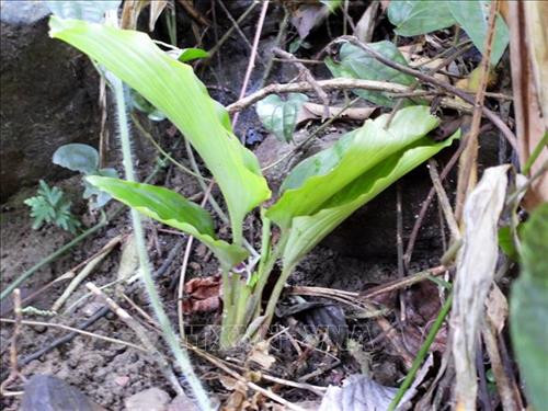 Cây Ngải đen mọc tại Khu bảo tồn thiên nhiên Pù Luông. Ảnh: Nguyễn Nam-TTXVN Cây Ngải đen mọc tại Khu bảo tồn thiên nhiên Pù Luông. Ảnh: Nguyễn Nam-TTXVN