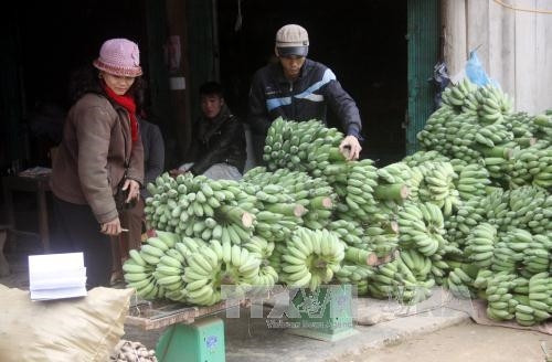 Trung bình mỗi ngày, 1 điểm thu mua chuối trong xã mua được khoảng 4-5 tấn chuối cho người dân.