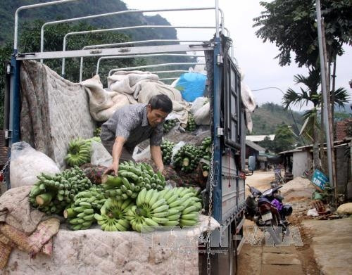 Vận chuyển chuối đi tiêu thụ.