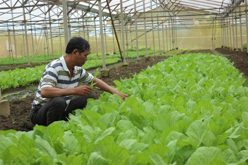 Trồng rau trong nhà kính và sử dụng thuốc trừ sâu bệnh từ hành, tỏi, ớt giúp cho vườn rau của gia đình ông Ngô Duy Hợp hạn chế được sâu bệnh không dùng đến thuốc bảo vệ thực vật..Ảnh : vusta.vn Trồng rau trong nhà kính và sử dụng thuốc trừ sâu bệnh từ hành, tỏi, ớt giúp cho vườn rau của gia đình ông Ngô Duy Hợp hạn chế được sâu bệnh không dùng đến thuốc bảo vệ thực vật..Ảnh : vusta.vn