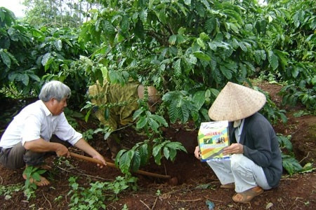 Bón phân cho cây cà phê