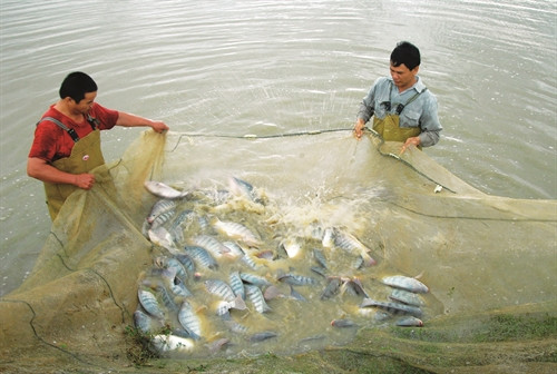 Trọng lượng cá trung bình đạt trên 500 g/con thì có thể thu hoạch Trọng lượng cá trung bình đạt trên 500 g/con thì có thể thu hoạch