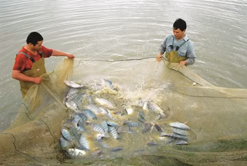 Trọng lượng cá trung bình đạt trên 500 g/con thì có thể thu hoạch