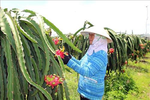 Bà Đặng Thị Hường tại xã Bông Trang (Xuyên Mộc, Bà Rịa-Vũng Tàu) chăm sóc vườn thanh long. Ảnh: Hoàng Nhị - TTXVN Bà Đặng Thị Hường tại xã Bông Trang (Xuyên Mộc, Bà Rịa-Vũng Tàu) chăm sóc vườn thanh long. Ảnh: Hoàng Nhị - TTXVN