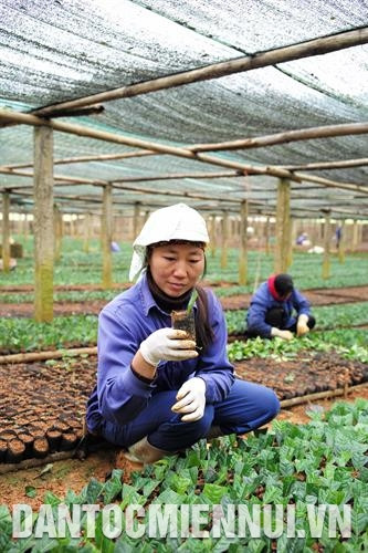 Vườn ươm giống chè tại Công ty cổ phần chè Thanh Bình, huyện Mường Khương. Ảnh: Hoàng Hà