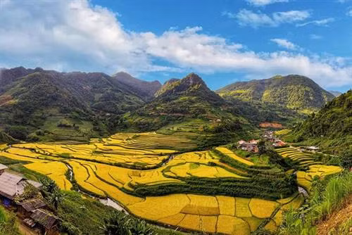 Những cánh đồng lúa chín vàng ở Bảo Lạc (Cao Bằng). Ảnh: Kim Xuân