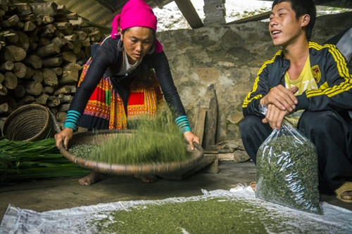 Mỗi tuần một gia đình chỉ sản xuất được một vài ki-lô-gam trà. Mỗi tuần một gia đình chỉ sản xuất được một vài ki-lô-gam trà.