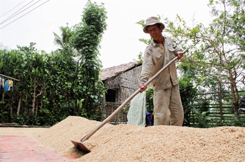 Nâng cao giá trị hạt gạo ở đồng bằng sông Cửu Long ảnh 1