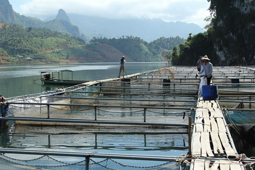Mô hình nuôi cá lồng trên lòng hồ thủy điện. Mô hình nuôi cá lồng trên lòng hồ thủy điện.