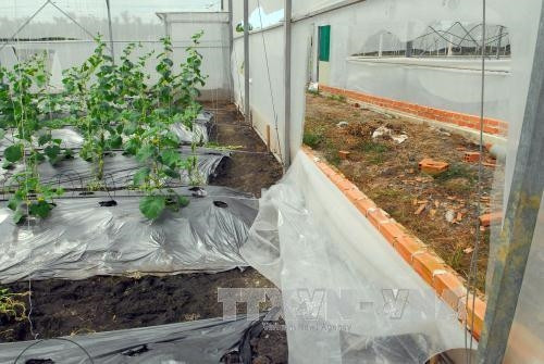 Hiện trường gần 1.500 gốc dưa và hệ thống nhà màng bị kẻ gia đột nhập nhổ và dùng dao rạch nát lưới gây thiệt hại gần 2 tỷ đồng. Ảnh: Mạnh Linh-TTXVN Hiện trường gần 1.500 gốc dưa và hệ thống nhà màng bị kẻ gia đột nhập nhổ và dùng dao rạch nát lưới gây thiệt hại gần 2 tỷ đồng. Ảnh: Mạnh Linh-TTXVN