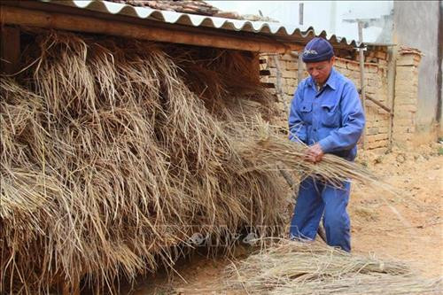 Nông dân xã Vân Thủy, huyện Chi Lăng (Lạng Sơn) dự trữ thức ăn cho vật nuôi. Ảnh: Quang Duy – TTXVN Nông dân xã Vân Thủy, huyện Chi Lăng (Lạng Sơn) dự trữ thức ăn cho vật nuôi. Ảnh: Quang Duy – TTXVN