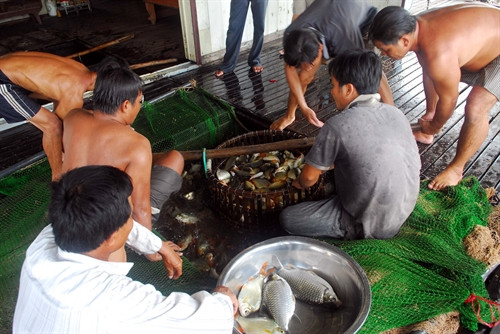 Thu hoạch cá. Thu hoạch cá.