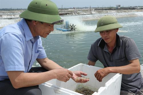 Ông Bùi Ngọc Liêm (trái) kiểm tra độ sinh trưởng và phát triển của tôm nuôi. Ảnh: Quang Hà- TTXVN