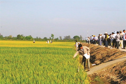 Viện lúa Đồng bằng sông Cửu Long đánh giá chất lượng các giống lúa mới trên địa bàn thành phố Cần Thơ Viện lúa Đồng bằng sông Cửu Long đánh giá chất lượng các giống lúa mới trên địa bàn thành phố Cần Thơ